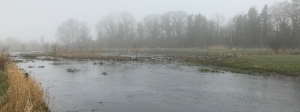 Tryggevælde å, april 2018